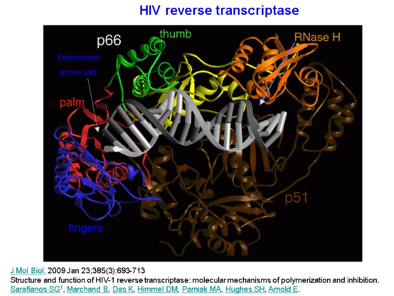 HIV reverse transcriptase J Mol Biol. 2009 Jan 23;385(3):693-713 Structure and function of HIV-1